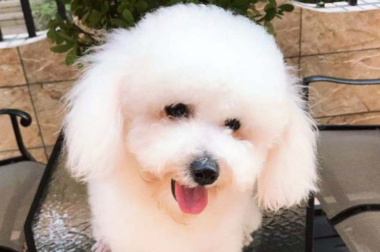 卷毛比熊犬有幾種顏色，比熊都有什么毛色
