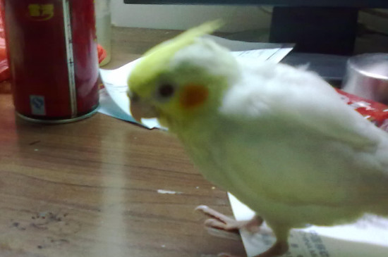 玄鳳鸚鵡不吃東西怎么辦