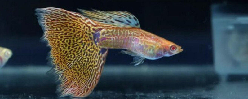 怎么刺激孔雀魚快速產(chǎn)仔