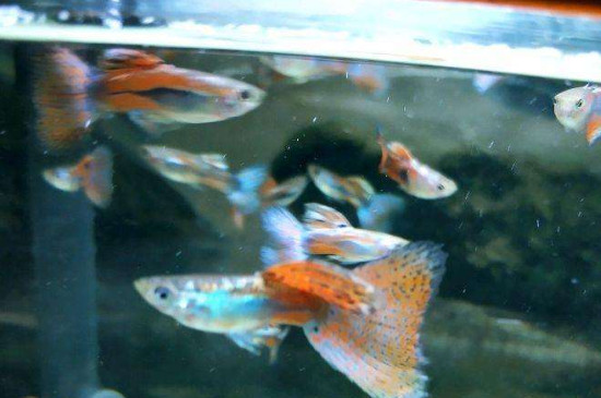 孔雀魚能和什么魚混養(yǎng)