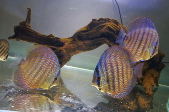 七彩神仙魚魚苗怎么養(yǎng)