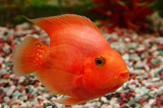 鸚鵡魚凸眼是什么原因