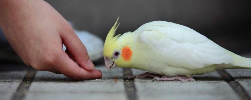 玄鳳鸚鵡受驚后的表現(xiàn)