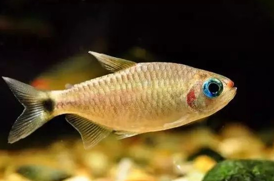 七彩神仙魚(yú)可以和燈科魚(yú)混養(yǎng)嗎