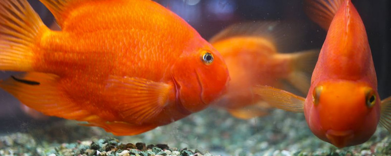 元寶魚和鸚鵡魚的區(qū)別