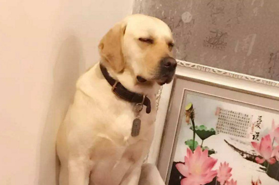 拉布拉多犬怎樣訓練