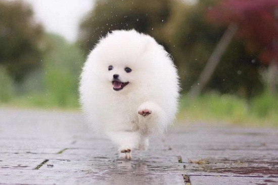 茶杯犬為什么那么小?