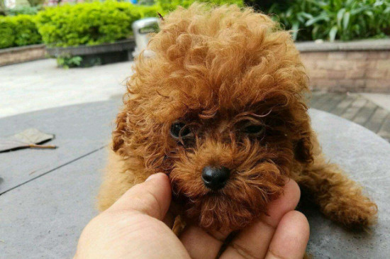 泰迪狗尾巴什么時候剪