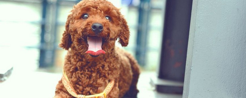泰迪犬大小便訓(xùn)練