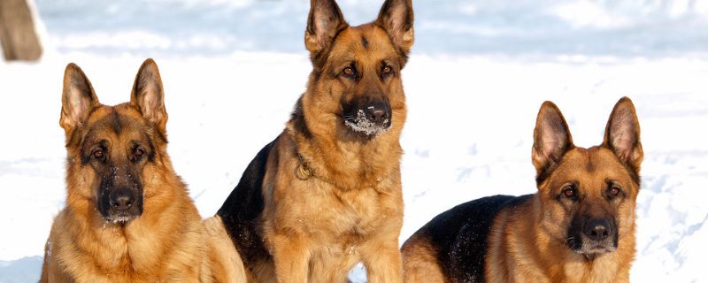 德牧如何訓(xùn)練，德牧幼犬的訓(xùn)練方法