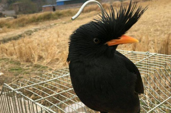 八哥鳥換毛順序