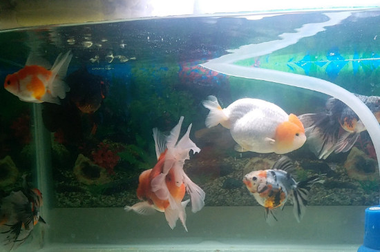 小金魚吃什么食物