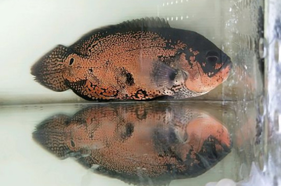 地圖魚(yú)怎么養(yǎng)
