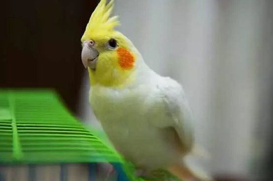 雞尾鸚鵡和玄鳳鸚鵡的區(qū)別