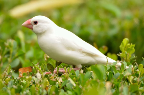 白文鳥的養(yǎng)殖方法和繁殖