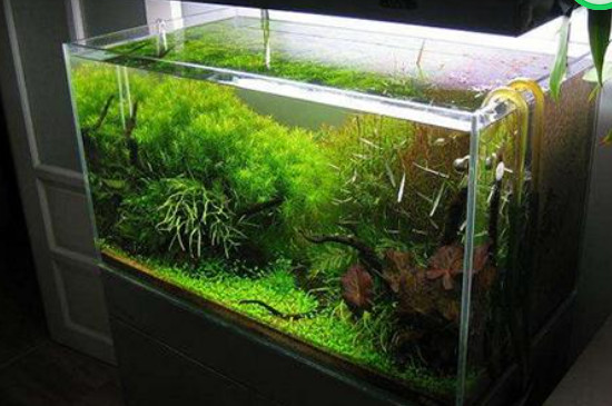 魚缸困水最簡(jiǎn)單方法
