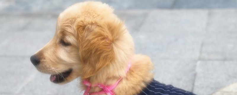 金毛幼犬一天喂幾頓