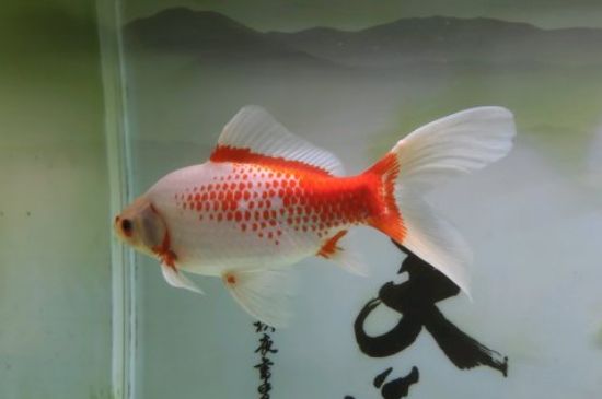 草金魚繁殖的前兆