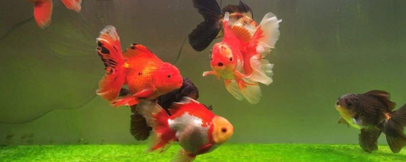 如何養(yǎng)金魚才不容易死