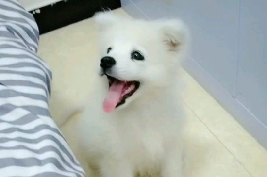 薩摩耶鼻子干怎么回事