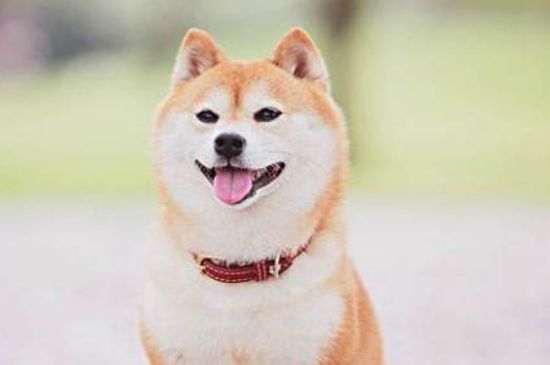 柴犬尷尬期幾個(gè)月