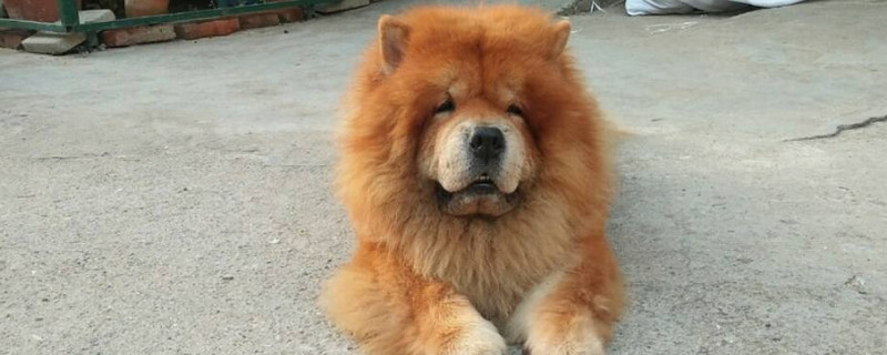 松獅犬為什么忠心