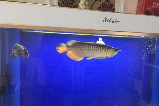 魚缸蛋白蟲怎么清除，快速消除蛋白蟲的方法