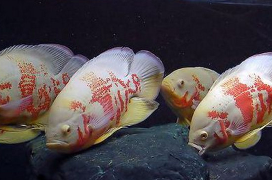 地圖魚氣泡病怎么治療