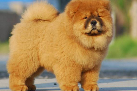 松獅犬怎么訓(xùn)練，訓(xùn)練松獅的四大技巧