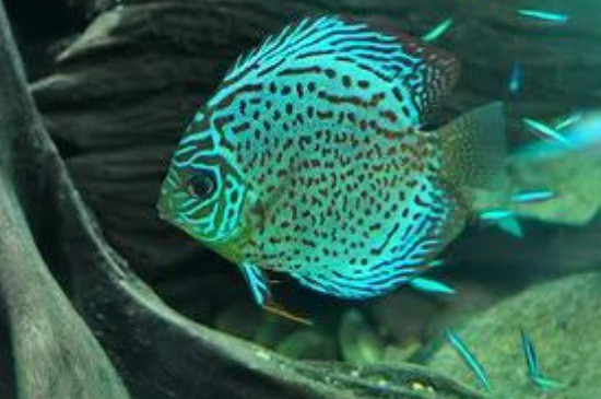 七彩神仙魚可以喂豐年蝦嗎