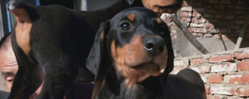 杜賓犬為什么要剪耳朵和尾巴