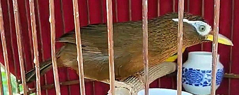 母畫眉鳥會不會經(jīng)常叫