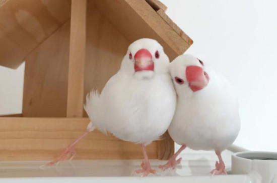 白文鳥為什么不叫