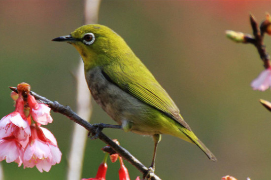 繡眼鳥12月份突然換毛正常嗎