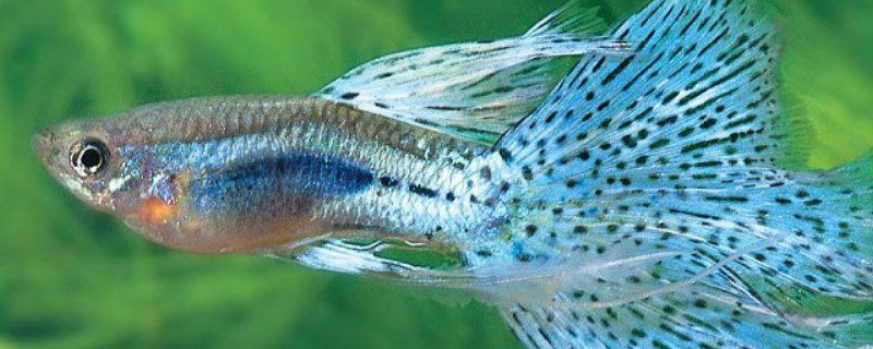 孔雀魚(yú)多大可以繁殖