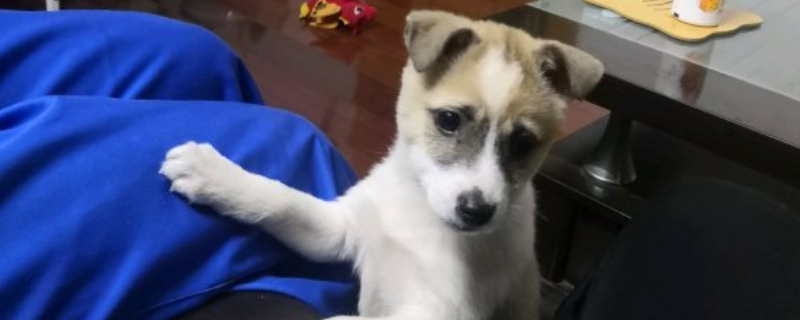成犬還能訓(xùn)練大小便嗎
