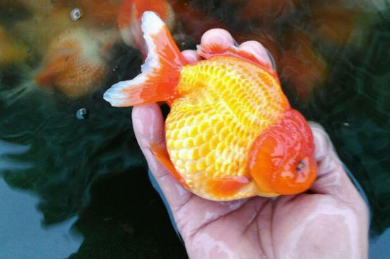 獅子頭金魚怎么分公母