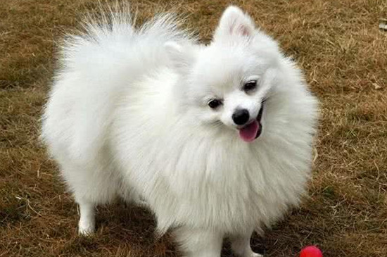 博美犬怎么養(yǎng)方法