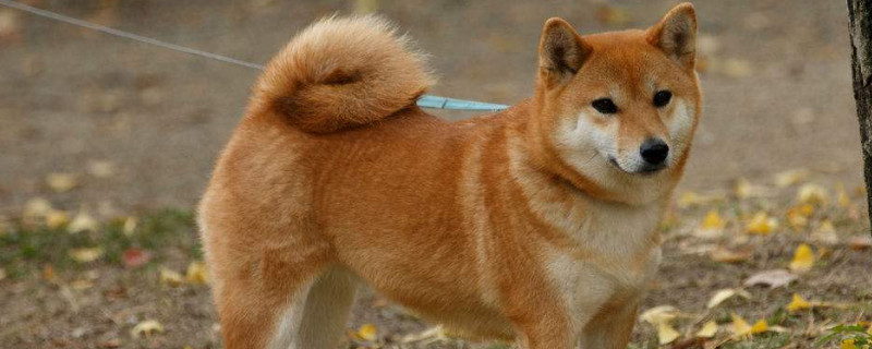 柴犬優(yōu)缺點(diǎn)
