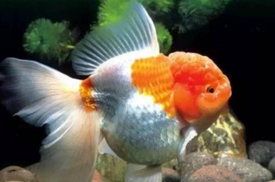 不缺氧金魚為什么浮頭