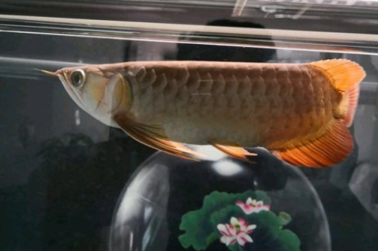 龍魚拉白便怎么辦