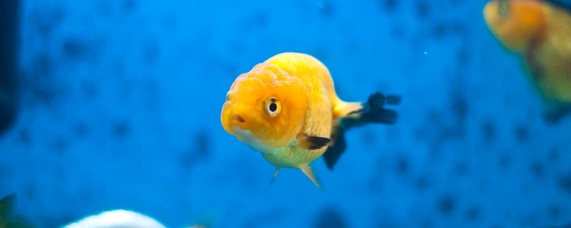 養(yǎng)小金魚需要氧氣機(jī)嗎