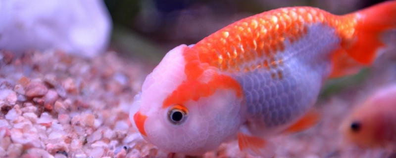 蘭壽金魚幾個(gè)月起頭