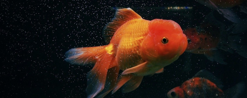 金魚身上白霜什么引起的