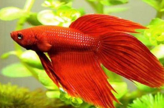 孔雀魚(yú)能吃紅蟲(chóng)嗎