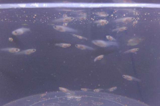 鳳尾魚幼崽多久喂一次