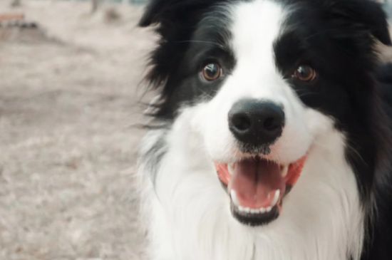邊牧犬如何訓練