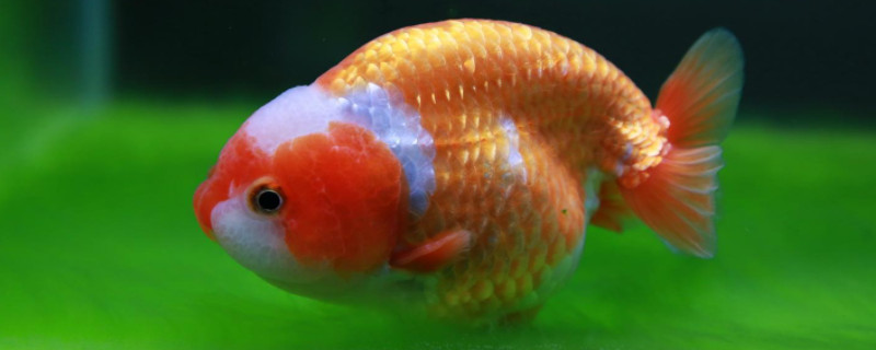 蘭壽魚溫度多少合適