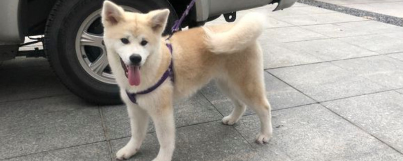 養(yǎng)秋田犬的禁忌