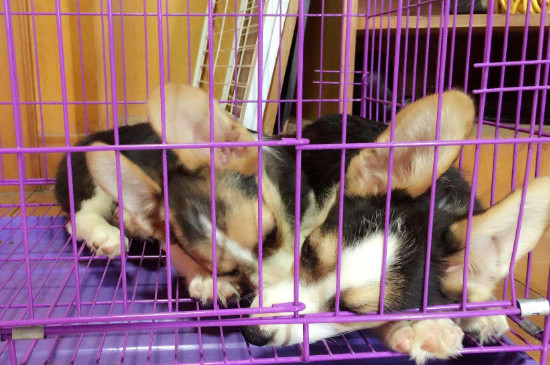 1500買個(gè)柯基合適不，柯基犬一般在狗市賣多少一個(gè)
